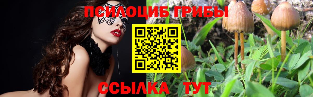 Псилоцибиновые грибы Psilocybe  Вход с VPN  где можно купить   Одинцово  Псилоцибиновые грибы мицелий 